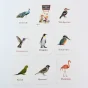 KidKraft Early Learner Educational Flashcards – 32 Birds Identification Cards ( default, OS )